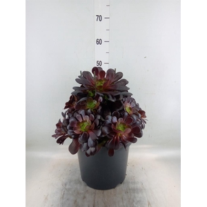 Aeonium arboreum 'Velours'