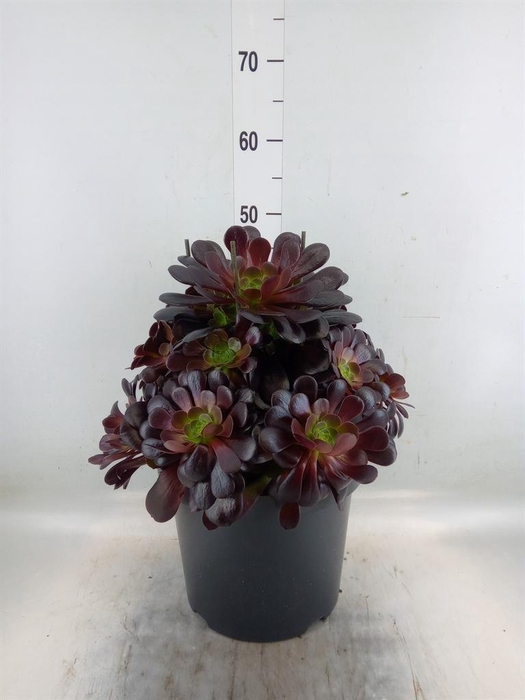 <h4>Aeonium arboreum 'Velours'</h4>