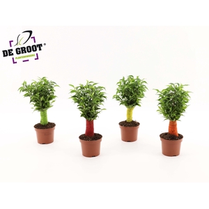 Ficus benjamina jute stam