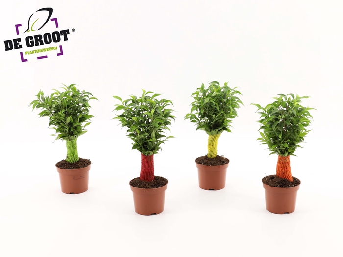 <h4>Ficus benjamina jute stam</h4>