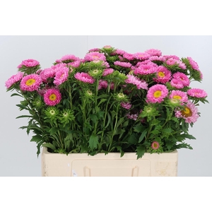 Callis Per Bos Rosa
