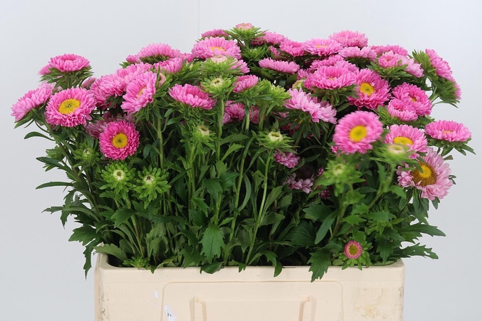 <h4>Callis Per Bos Rosa</h4>