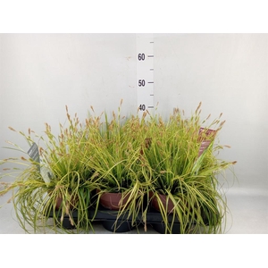 Carex oshimensis 'Everco Eversheen'