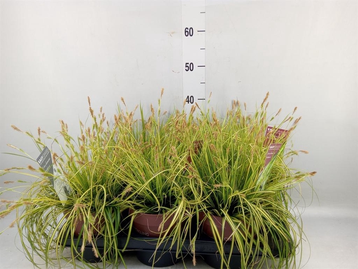 <h4>Carex oshimensis 'Everco Eversheen'</h4>