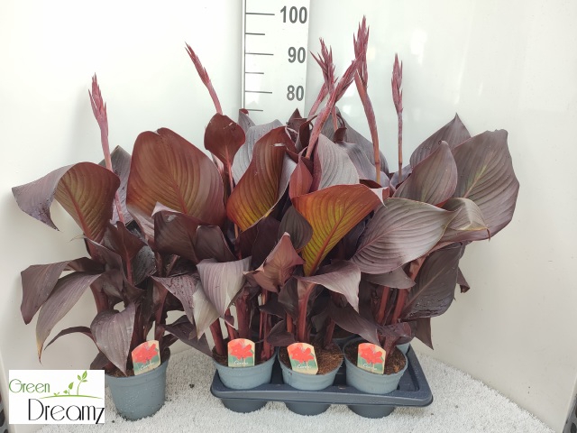 CANNA RED VELVET