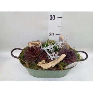 Arr.  Sempervivum L%