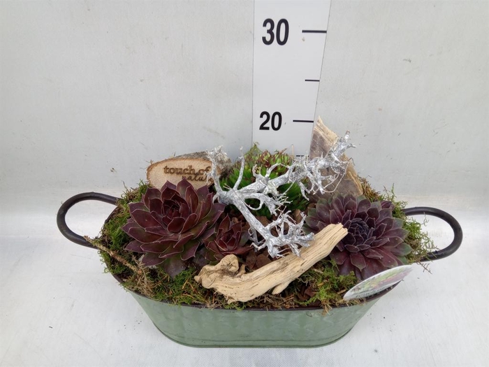 <h4>Arr. Sempervivum L%</h4>