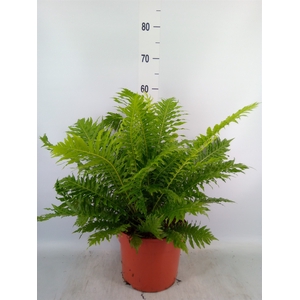 Blechnum gibbum 'Silver Lady'