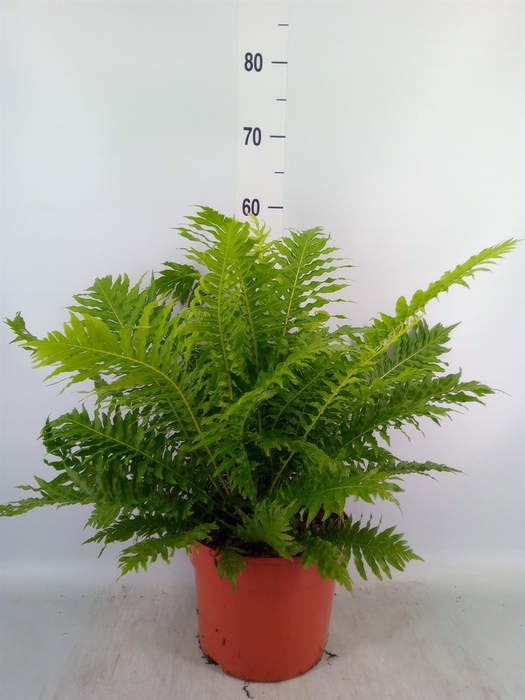 <h4>Blechnum gibbum 'Silver Lady'</h4>