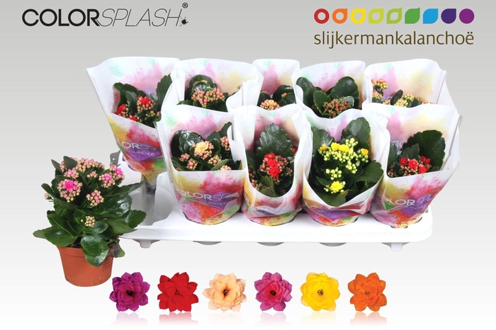 <h4>KAL GE GEM 6 KL</h4>