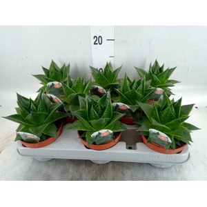 Aloe aristata 'Cosmo'