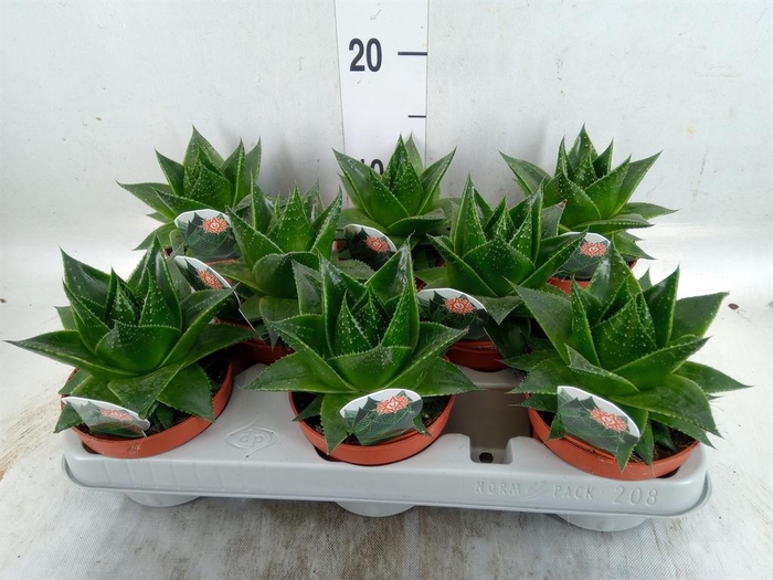 <h4>Aloe aristata 'Cosmo'</h4>