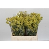 Anigozanthos Cape Aurora