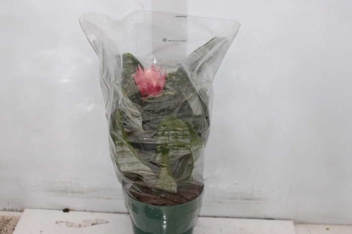 <h4>AECHMEA FASCIATA P17</h4>