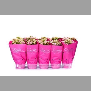KAL GE PERFECTA ROSA
