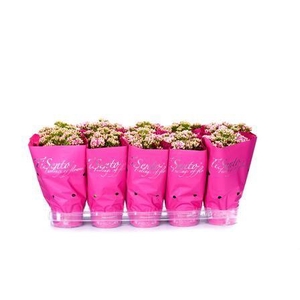 KAL GE PERFECTA ROSA