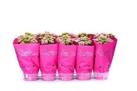 <h4>KAL GE PERFECTA ROSA</h4>
