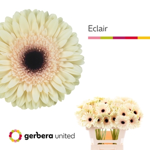 Gerbera Eclair Water