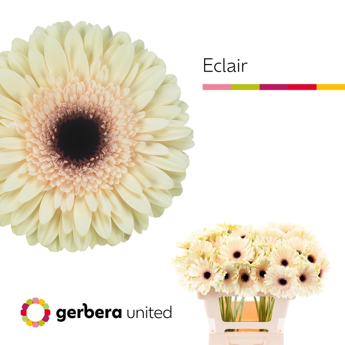 <h4>Gerbera Eclair Water x40</h4>