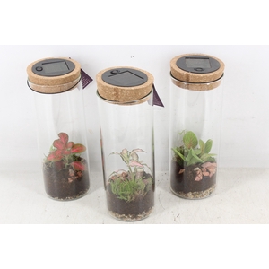 arr3 WR - Sirius medium LED