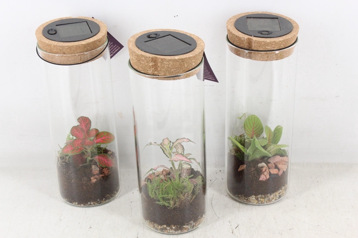 <h4>arr3 WR - Sirius medium LED</h4>