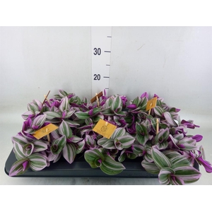 Tradescantia cerinth. 'Nanouk'