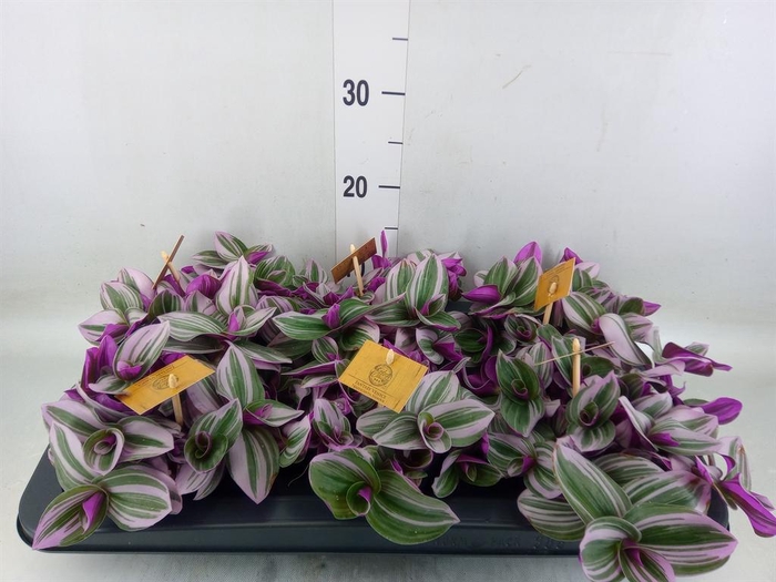 <h4>Tradescantia cerinth. 'Nanouk'</h4>