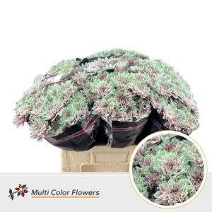 Chrysanthemum TR   ...colored H%
