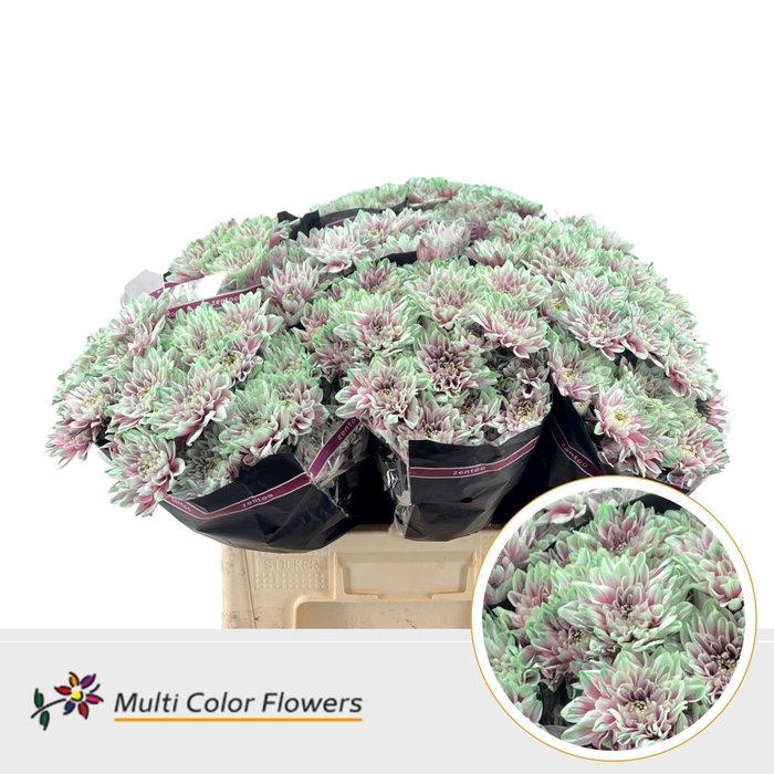 <h4>Chrysanthemum TR   ...colored H%</h4>