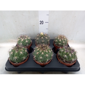 Gymnocalycium saglionis