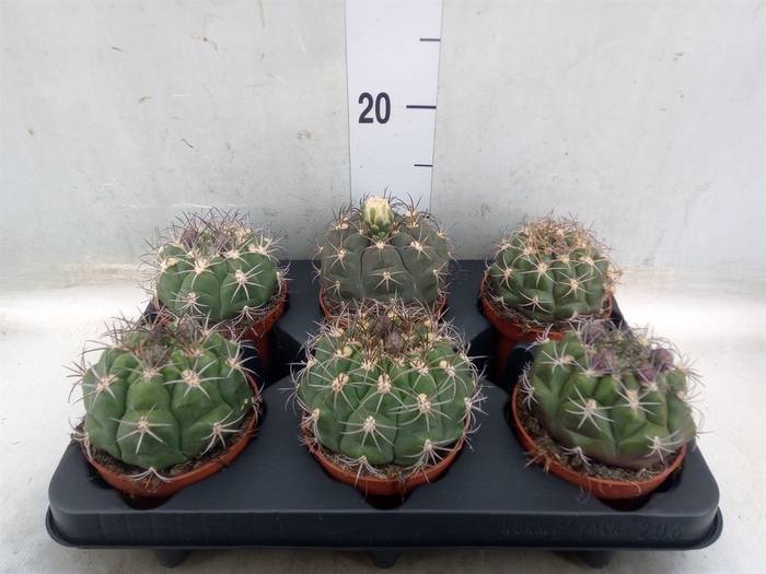 <h4>Gymnocalycium saglionis</h4>