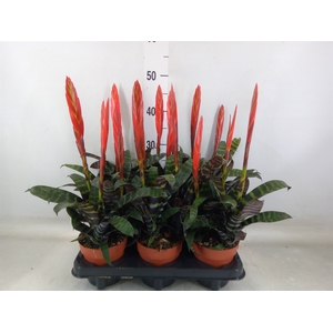 Vriesea  'Era'