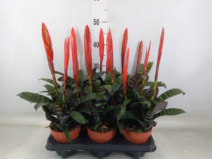 <h4>Vriesea  'Era'</h4>