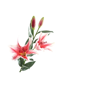 Lilium Purple