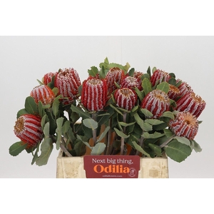 BANKSIA COCCINEA