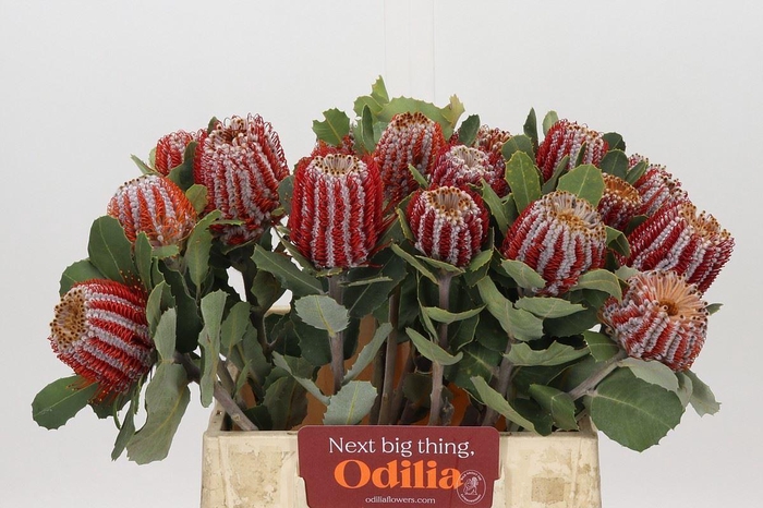 <h4>BANKSIA COCCINEA</h4>