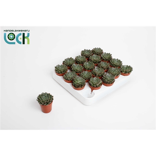 <h4>Echeveria Glauca</h4>