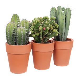 Cactus canarias terracotta pot 17 cm