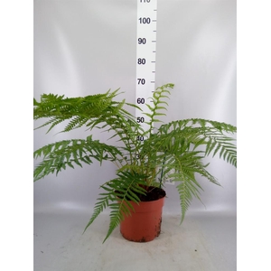 Dicksonia antarctica