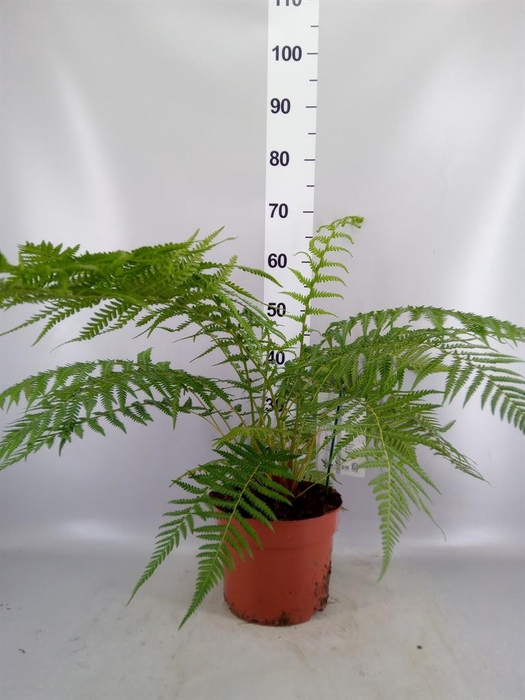 <h4>Dicksonia antarctica</h4>