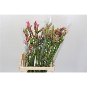 Nerine Amarine Aphrodite Artistiek
