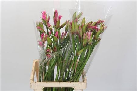 <h4>Nerine Amarine Aphrodite Artistiek</h4>