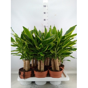 Dracaena frag. 'Golden Coast'