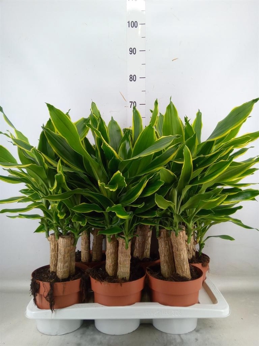 <h4>Dracaena frag. 'Golden Coast'</h4>