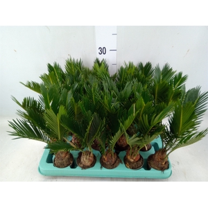 Cycas revoluta