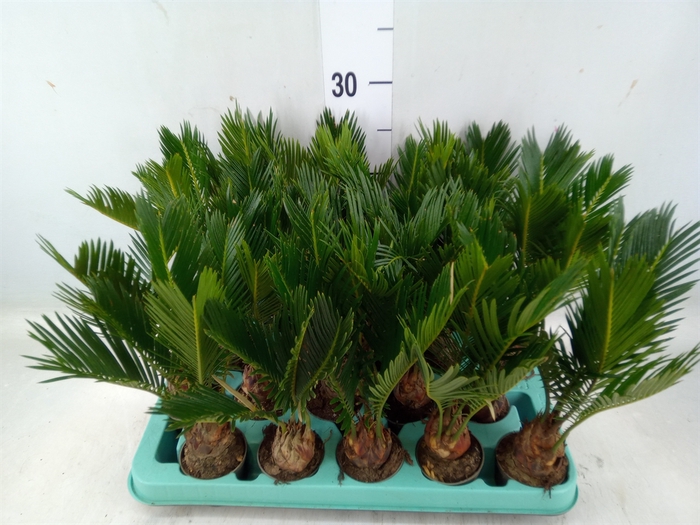 <h4>Cycas revoluta</h4>