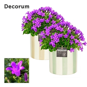 Campanula Porto LL Decorum Eline