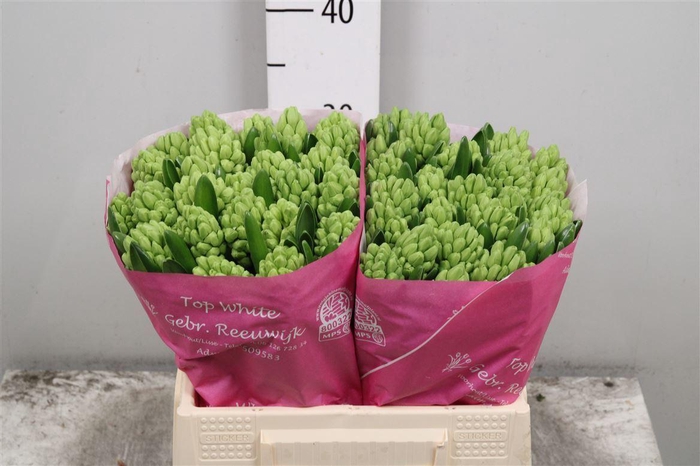 <h4>Hyac Top White</h4>