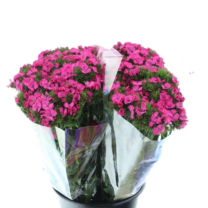 <h4>Di Barb Ball Dark Pink Super</h4>