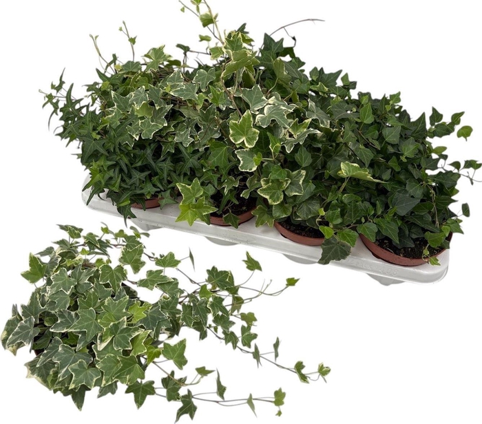 <h4>Hedera helix gemengd 3 soorten</h4>